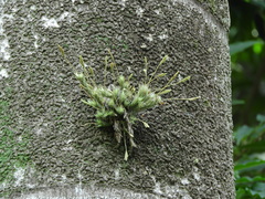 Tillandsia tricholepis