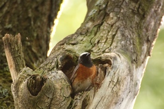 Phoenicurus phoenicurus