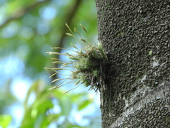 Tillandsia tricholepis
