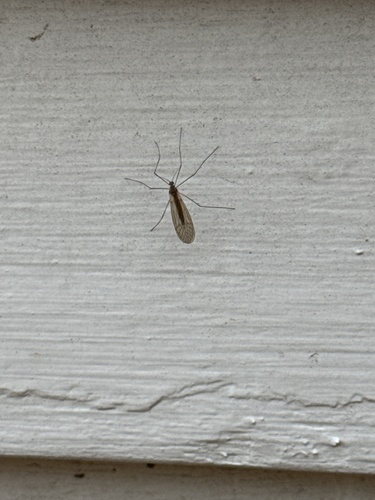 Unknown species found near Fuller St, Montpelier, VT, US