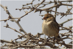 Sporophila telasco