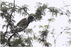 Thamnophilus bernardi