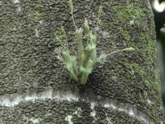 Tillandsia tricholepis