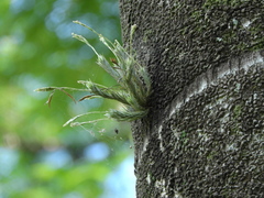 Tillandsia tricholepis