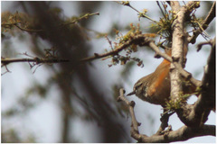 Synallaxis stictothorax