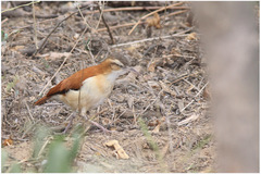 Furnarius leucopus cinnamomeus