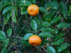 Citrus × aurantium