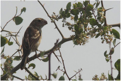 Sporophila peruviana