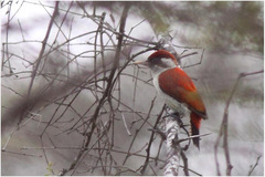 Dryobates callonotus