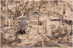 Muscigralla brevicauda