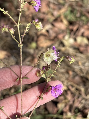 White Four O'clock (Mirabilis albida)