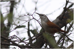 Cantorchilus superciliaris