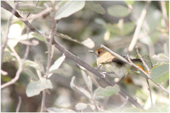 Euscarthmus fulviceps