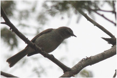 Nesotriccus tumbezanus