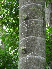 Tillandsia tricholepis