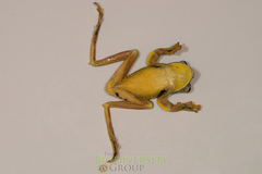 Rhacophorus kio