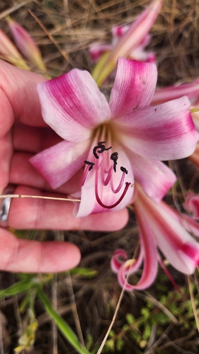 Crinum graminicola, photograph 3