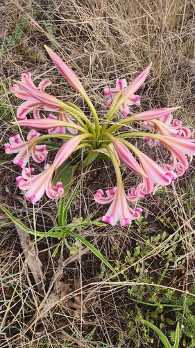Crinum graminicola, photograph 4