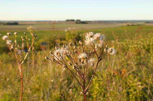 Senecio umbrosus, photograph 6