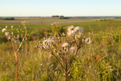 Senecio umbrosus, photograph (c) Bobo-X, some rights reserved (CC BY)