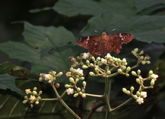 Celaenorrhinus fusca