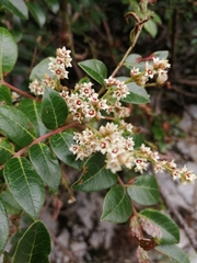 Rhus virens