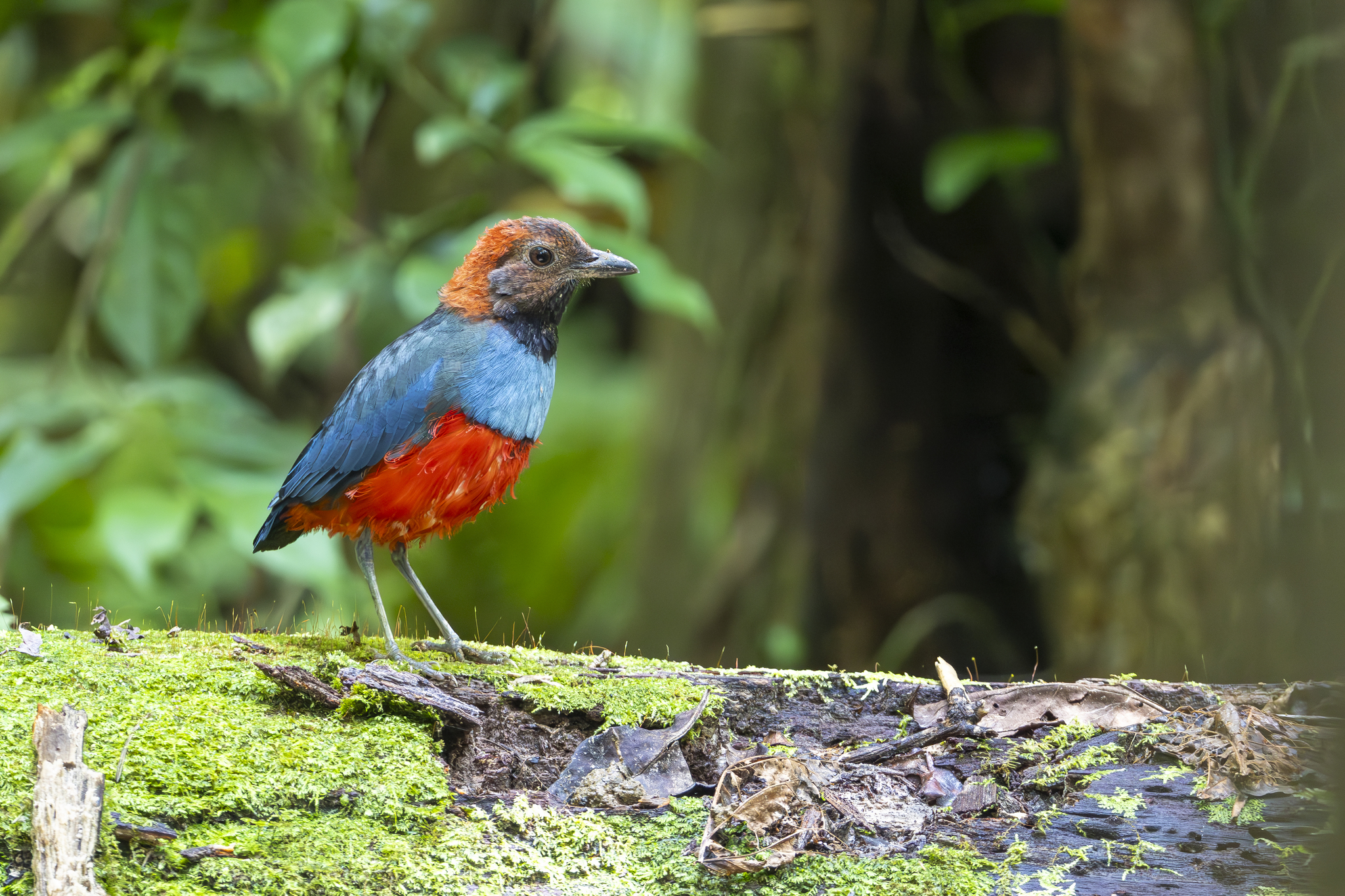 Papuan Pitta illustration