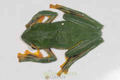 Rhacophorus kio