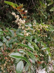 Rhus virens