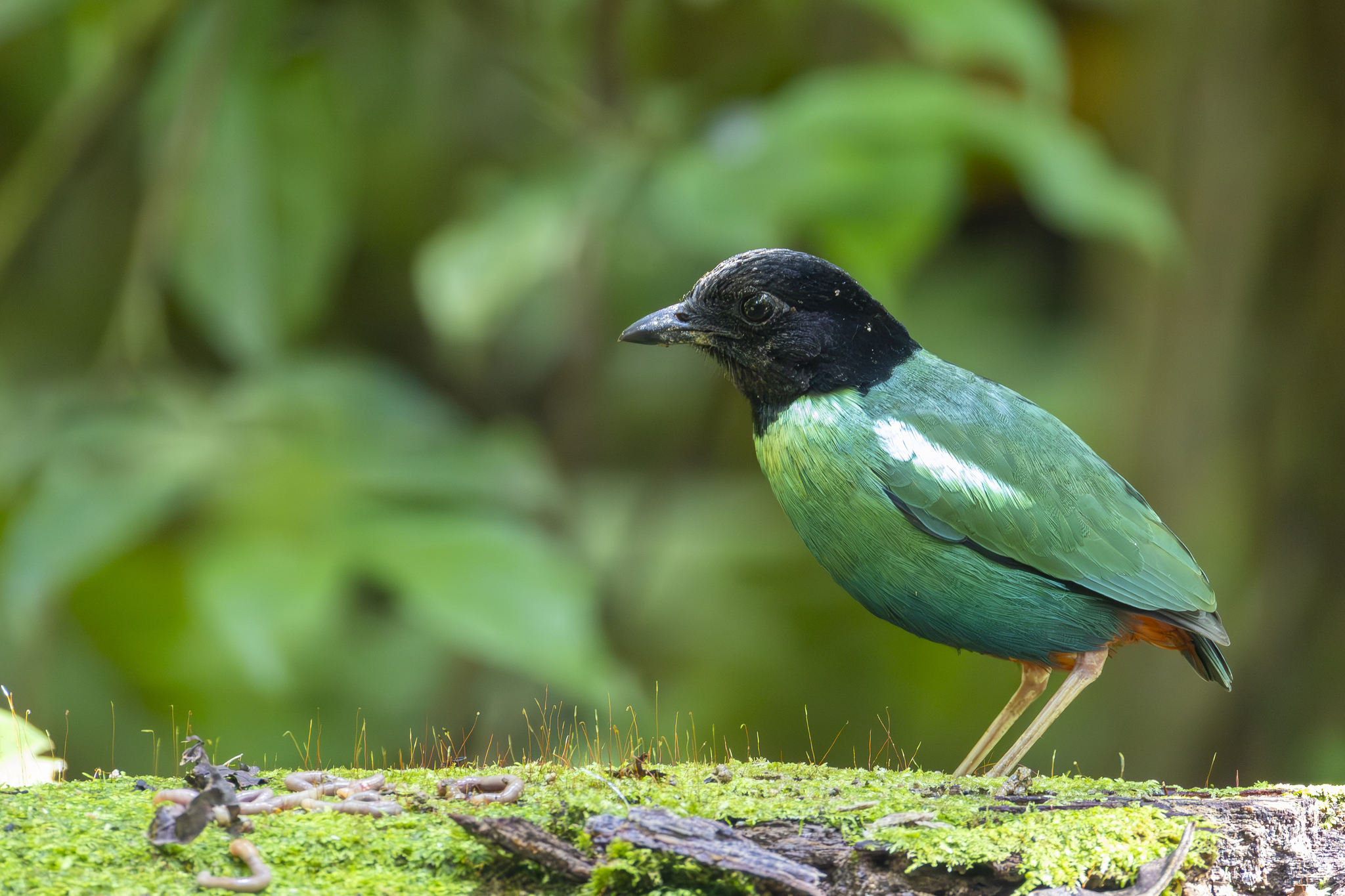 Eastern Hooded Pitta (Pitta novaeguineae), photo 5