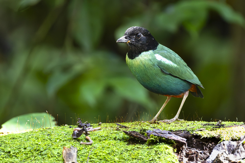 Eastern Hooded Pitta (Pitta novaeguineae), photo 2