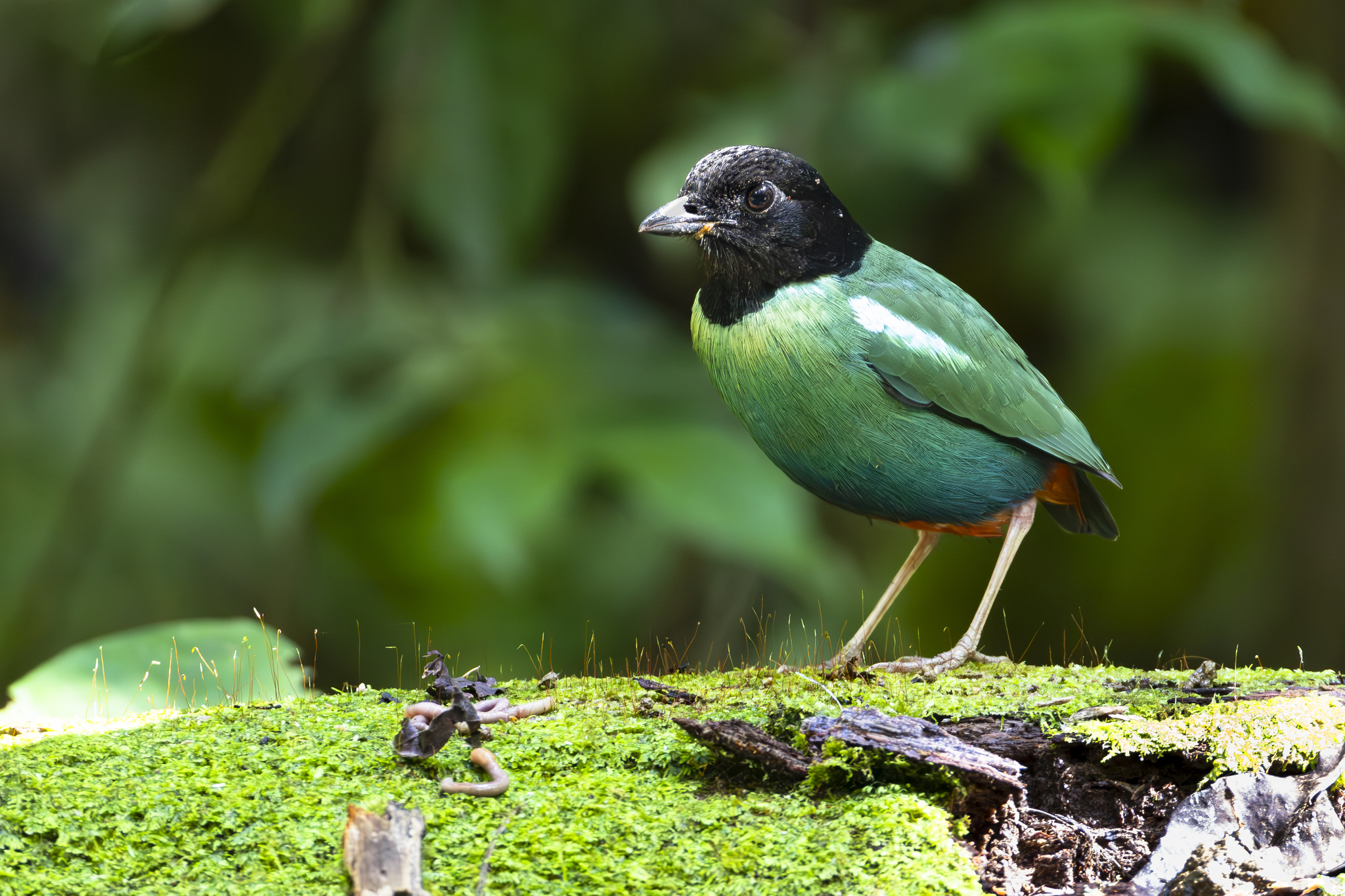 Eastern Hooded Pitta (Pitta novaeguineae), photo 2