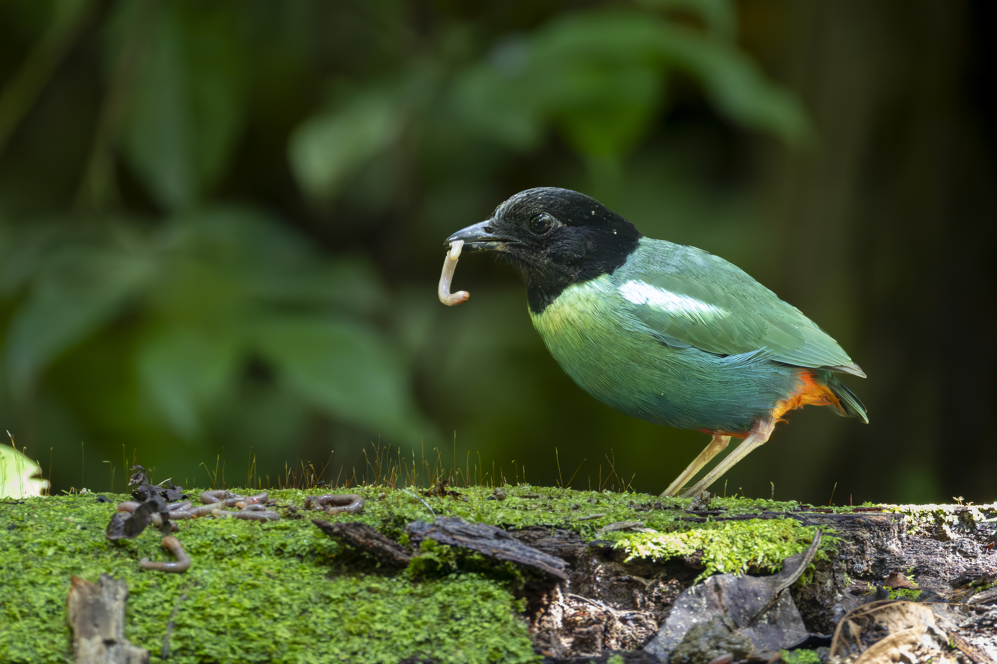 Eastern Hooded Pitta (Pitta novaeguineae), photo 6