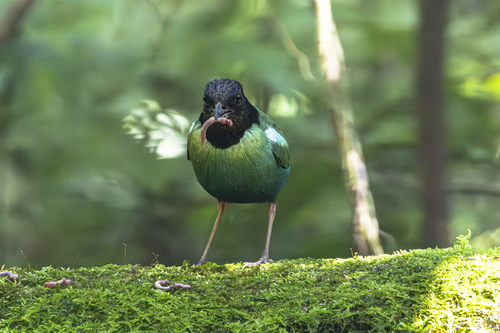 Eastern Hooded Pitta (Pitta novaeguineae), photo 6