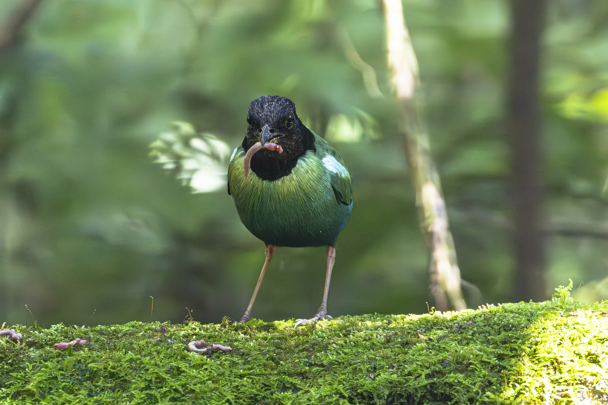 Eastern Hooded Pitta (Pitta novaeguineae), photo 4