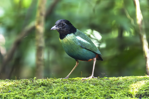 Eastern Hooded Pitta (Pitta novaeguineae), photo 3