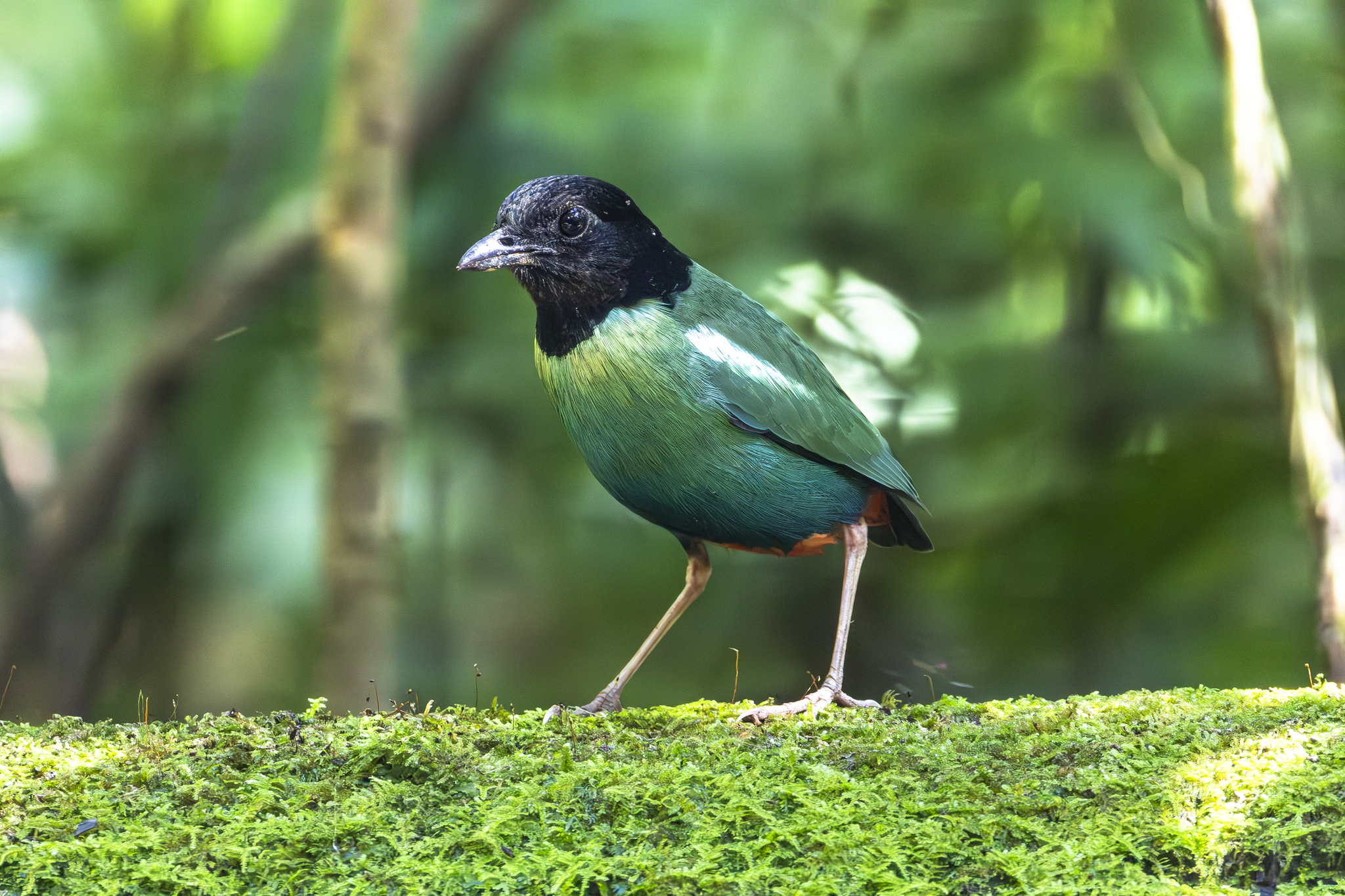 Eastern Hooded Pitta (Pitta novaeguineae), photo 3