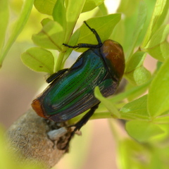 Leucocelis amethystina