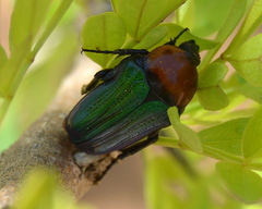 Leucocelis amethystina
