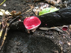 Phillipsia subpurpurea