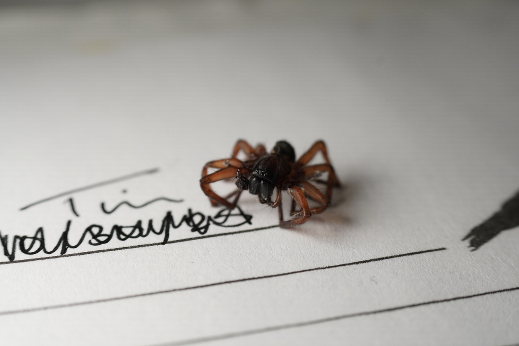 Wadotes hybridus