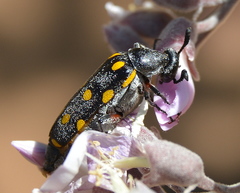 Ceroctis bohemanni