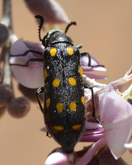 Ceroctis bohemanni