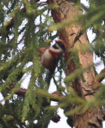 Black-throated Tit