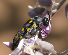 Ceroctis bohemanni