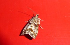 Eudonia legnota