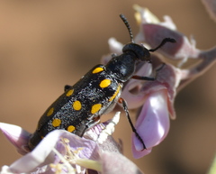 Ceroctis bohemanni
