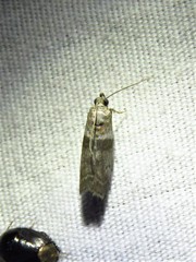 Sciota subfuscella