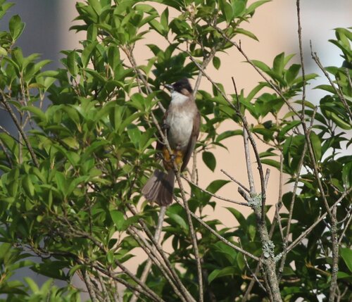 Brown-breasted Bulbul