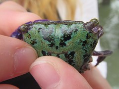 Metopograpsus frontalis